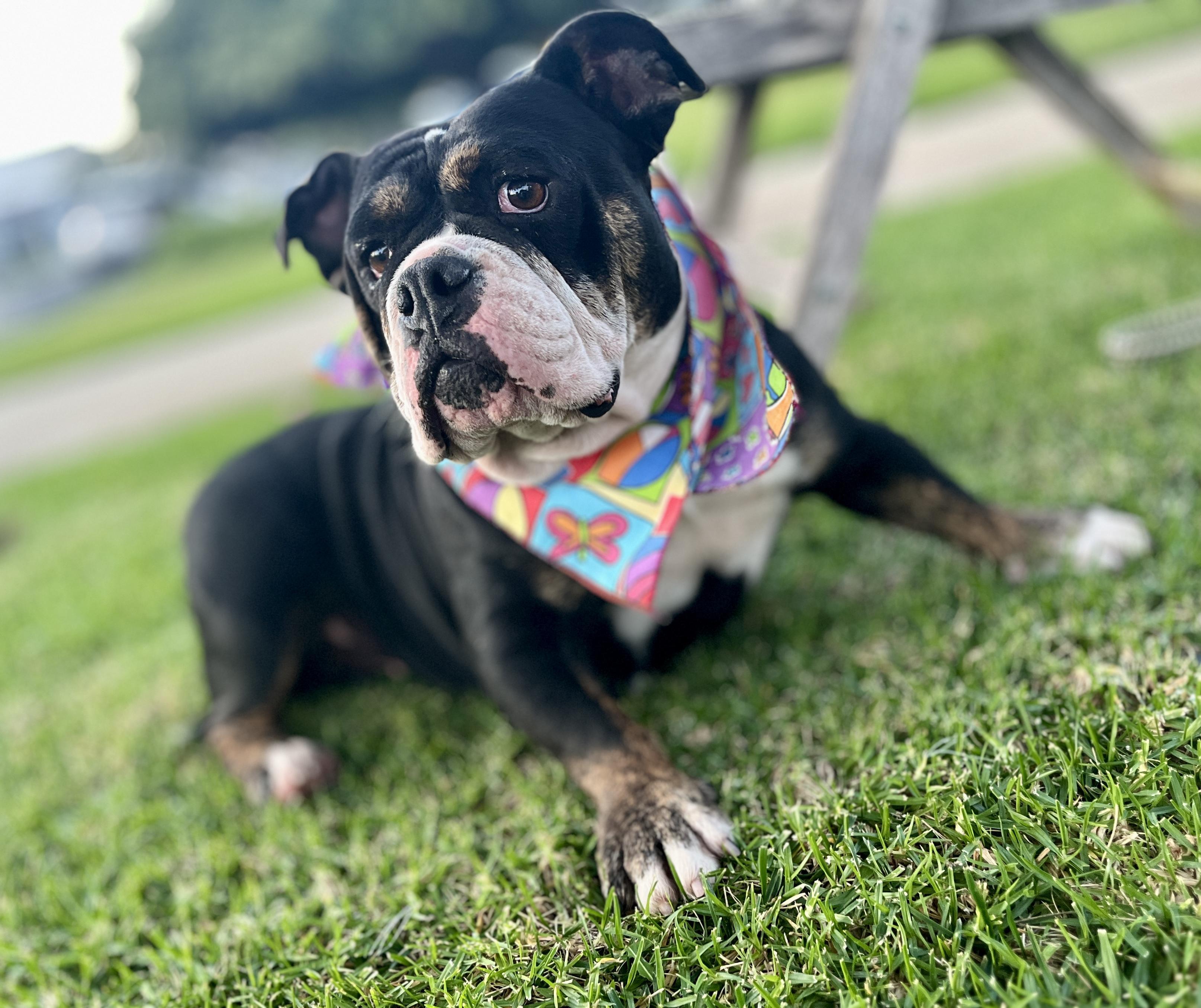 Principessa Preenchie