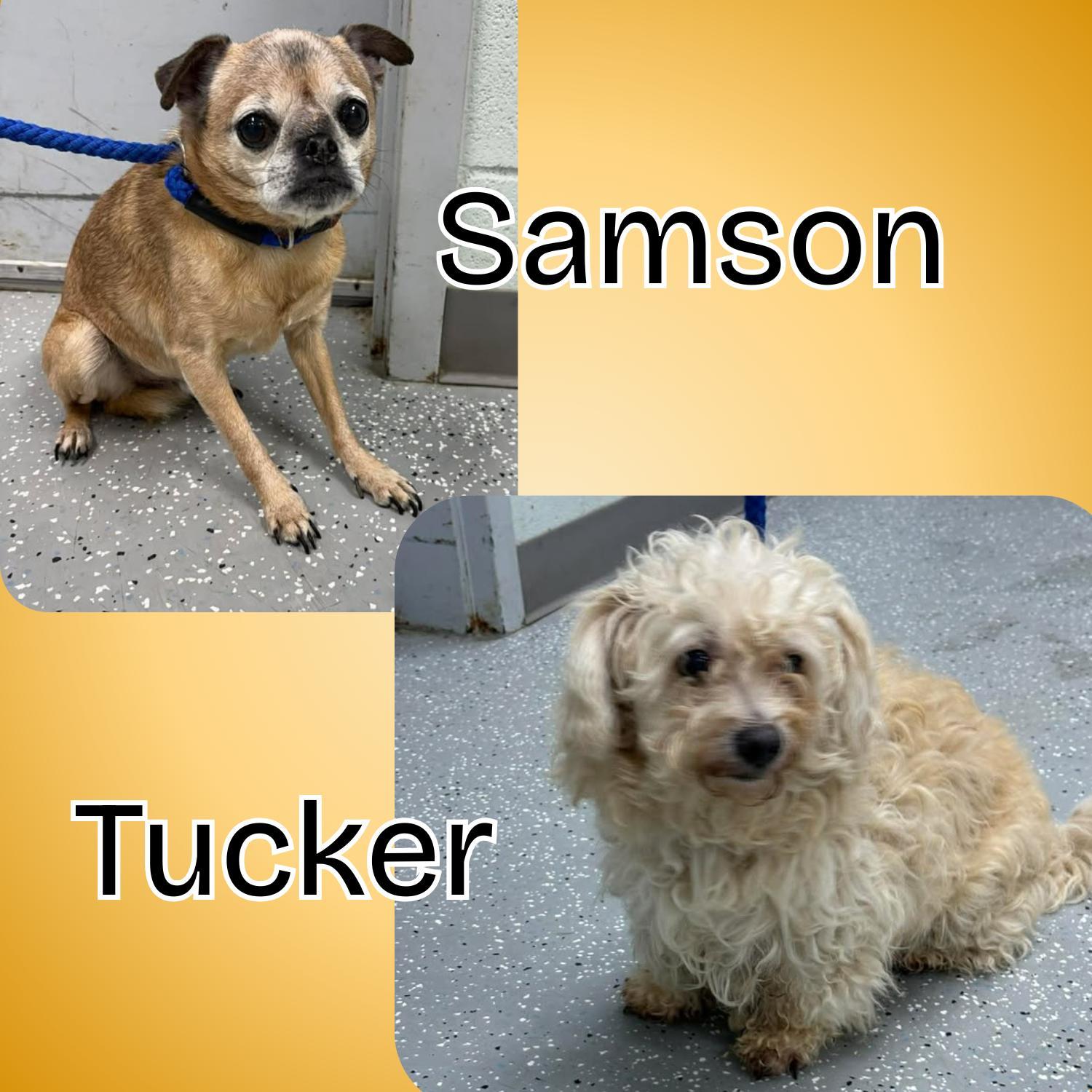 Samson And Tucker