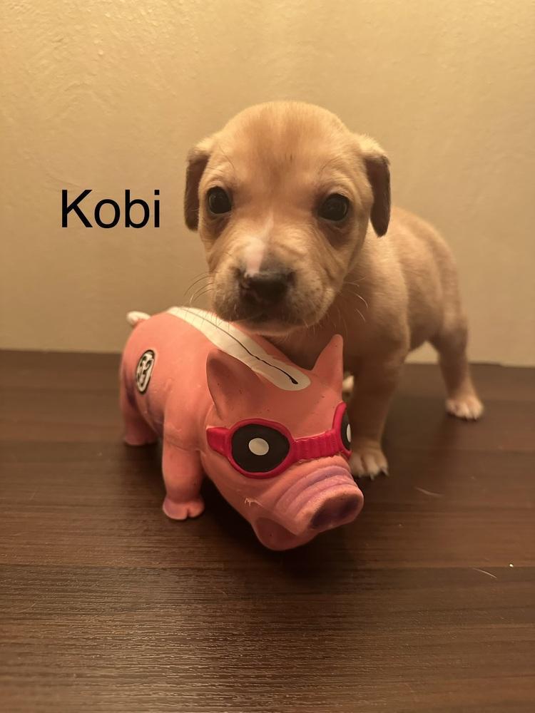 Kobi