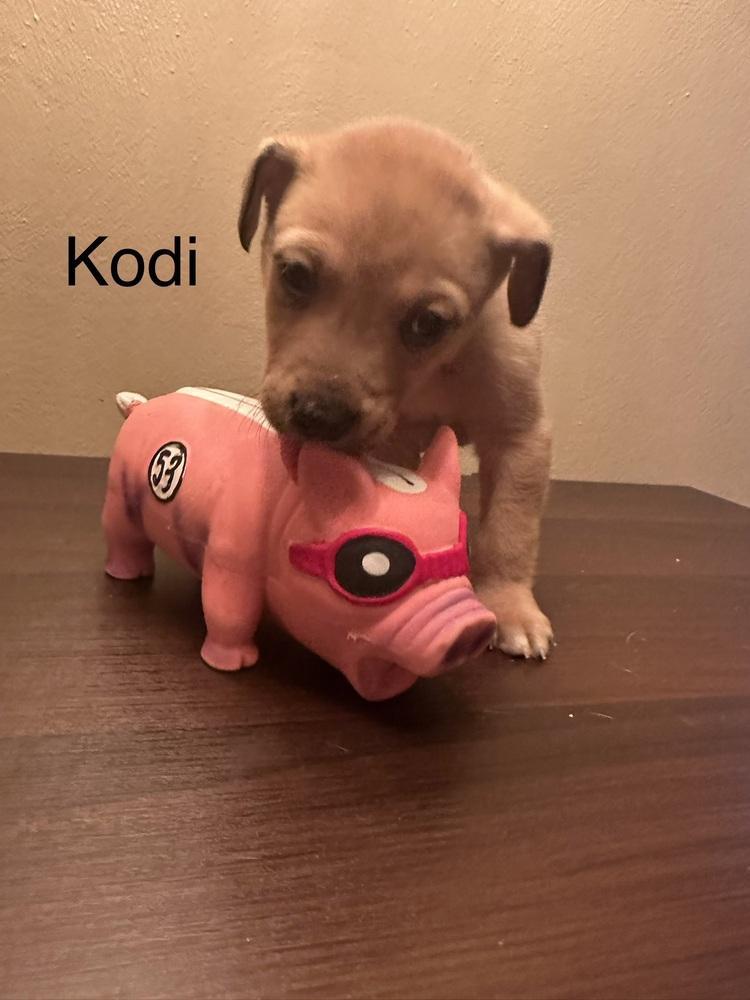 Kodi