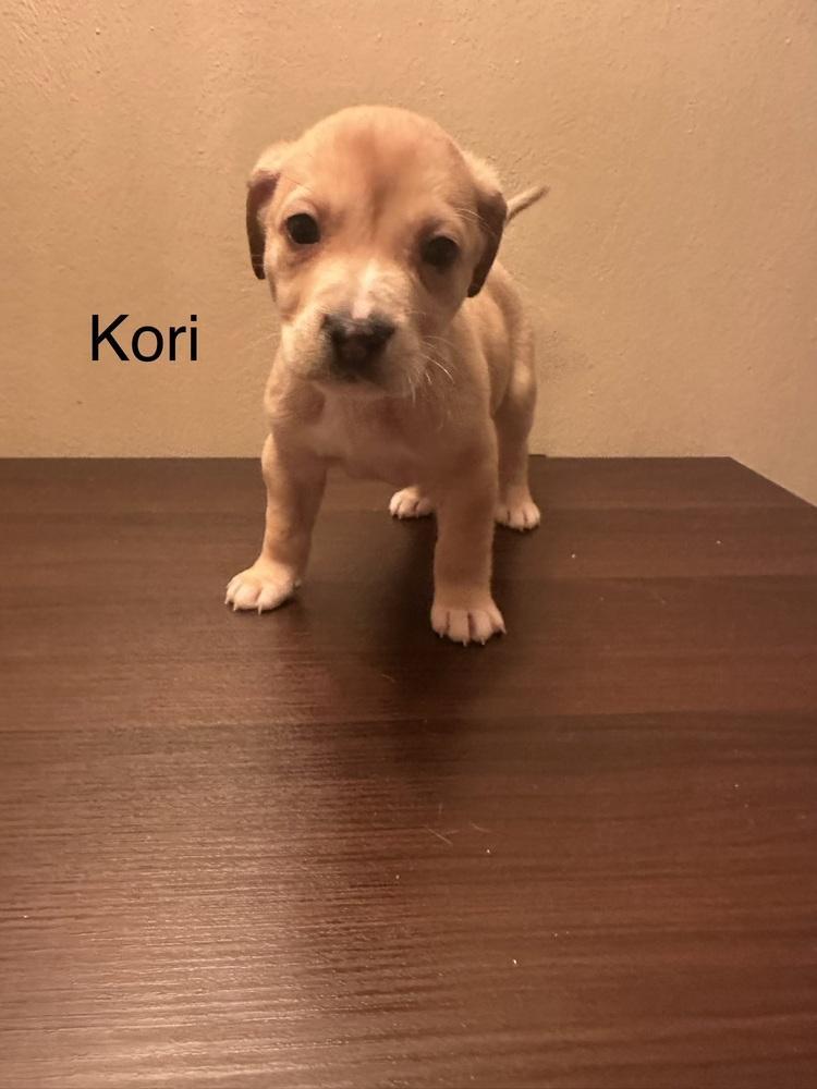 Kori