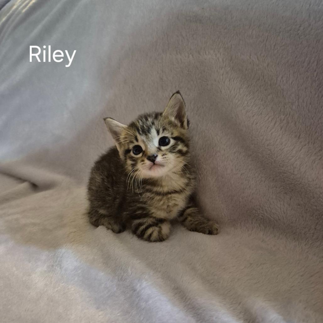 Riley