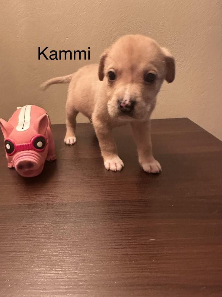 Kammi