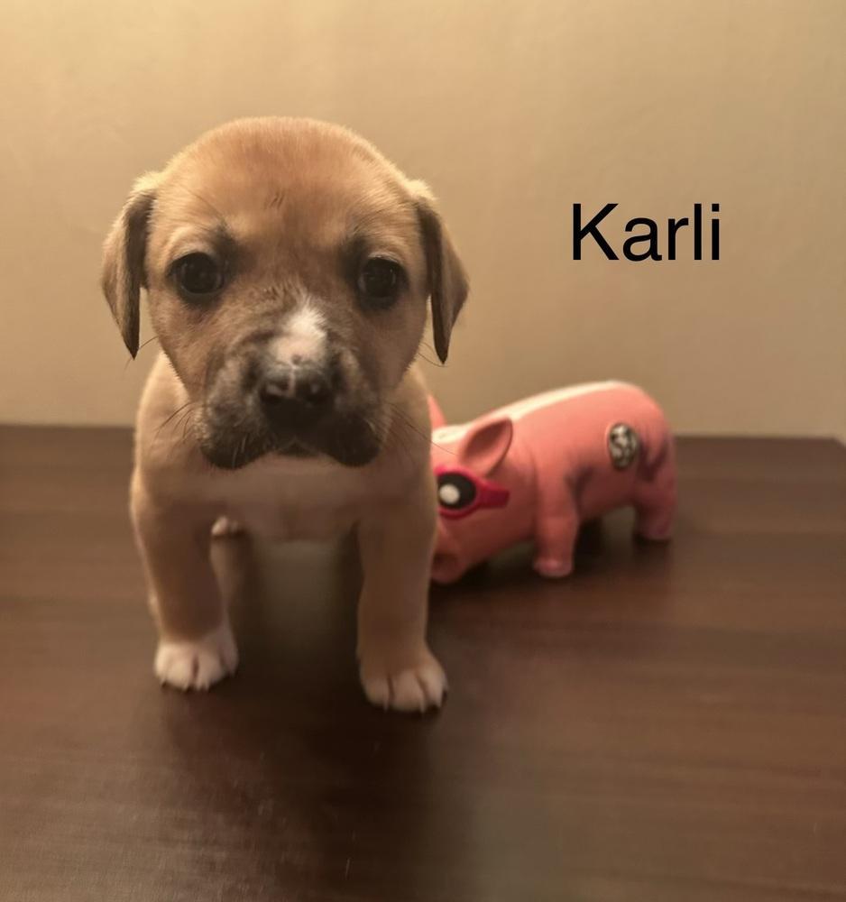 Karli
