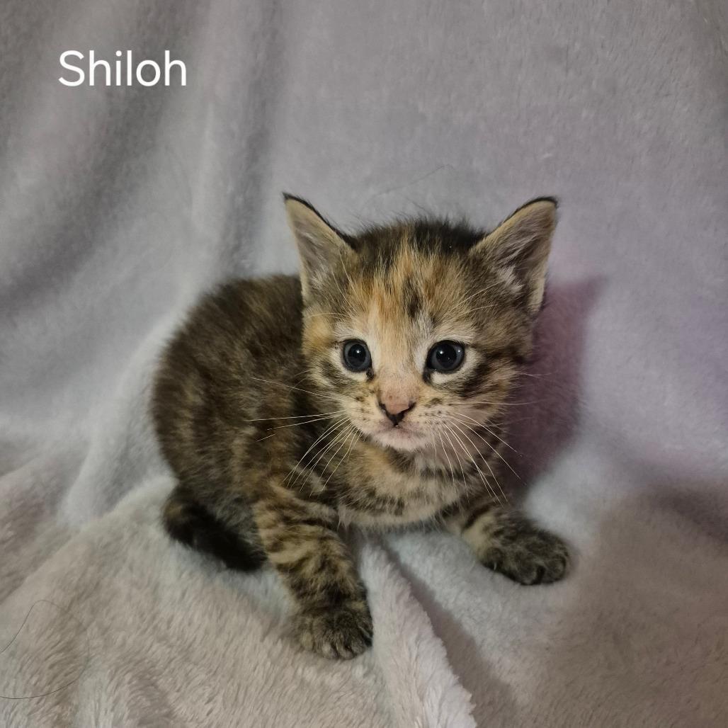 Shiloh