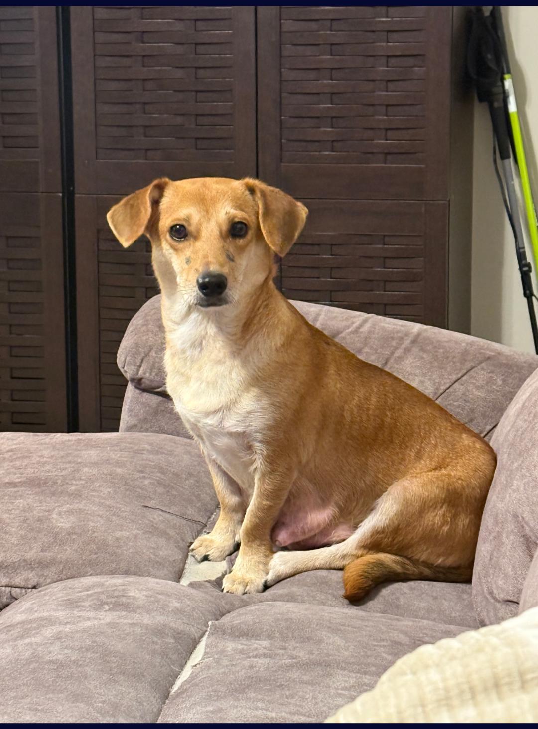 Margie: The Simpson's Litter