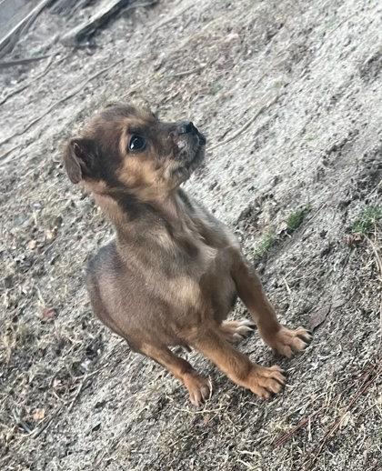 Jolly `a Priority Pet`