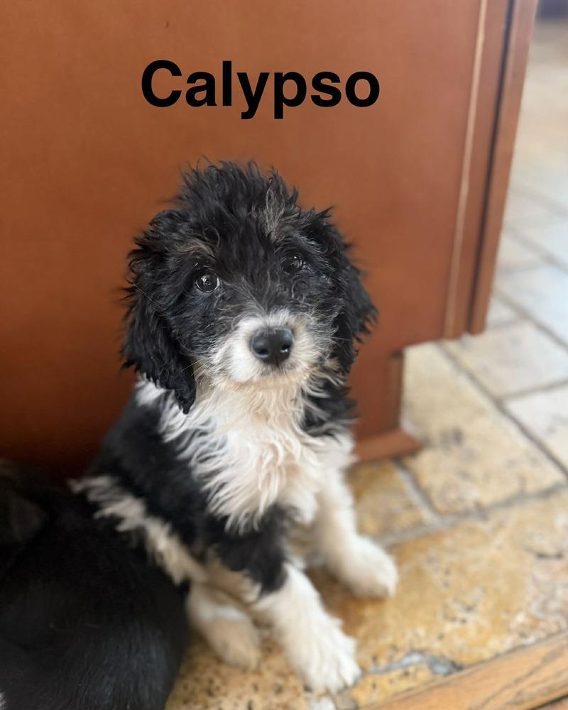 Calypso