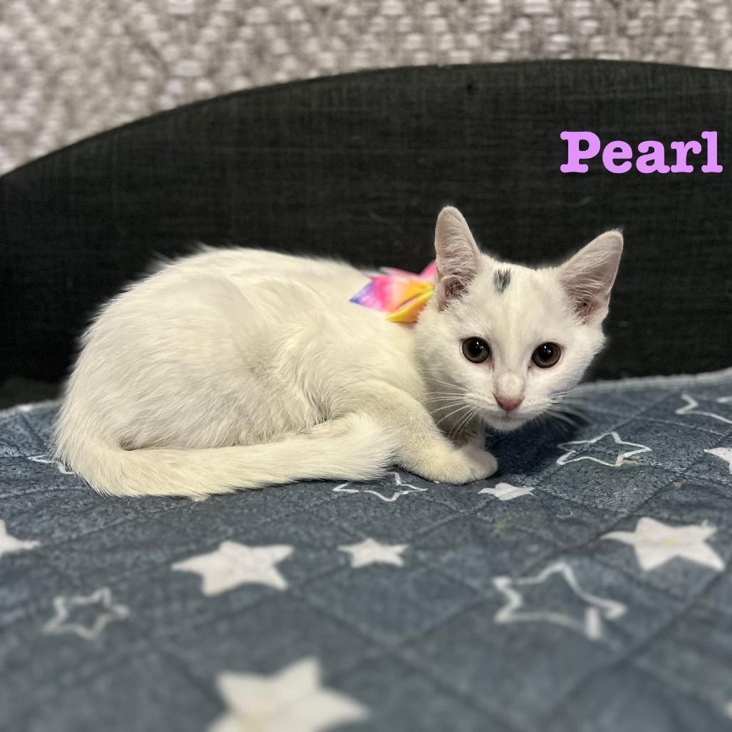 Pearl @ Pawz Pet