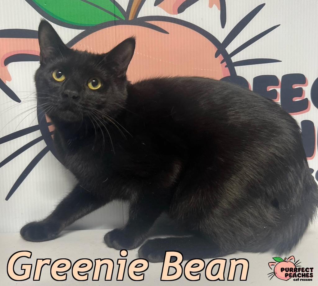 Greenie Bean