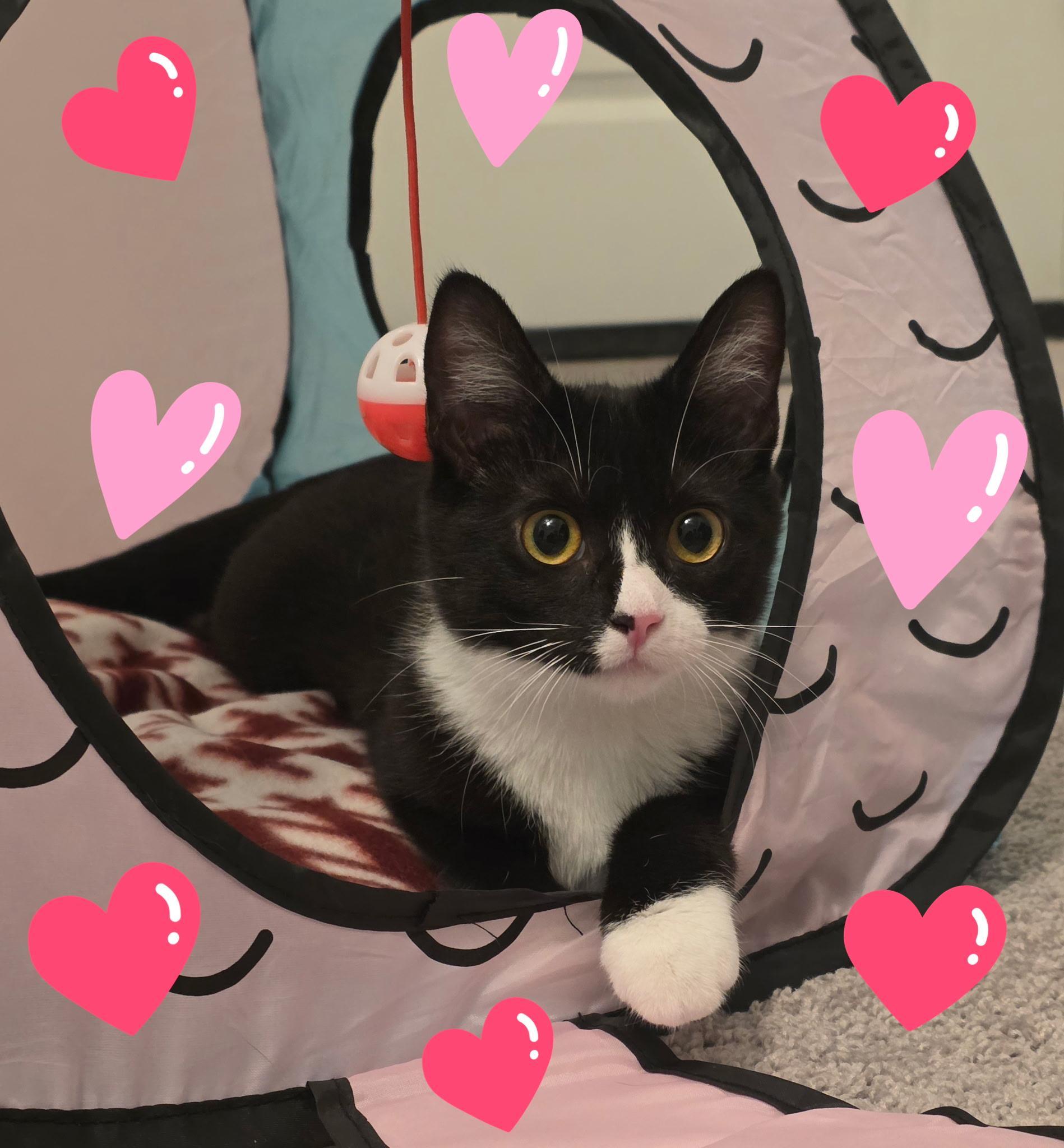 Lady Ophelia Von Toe