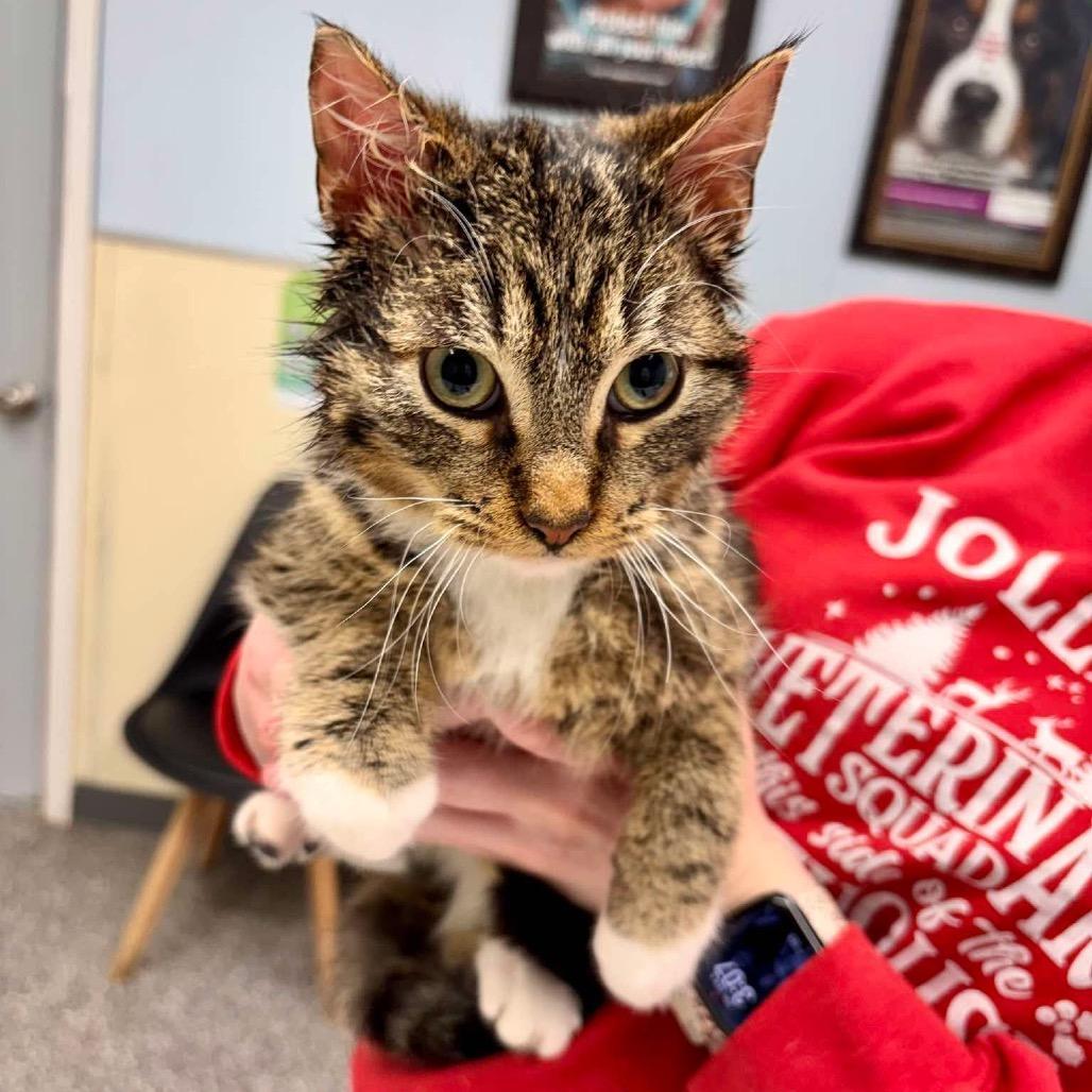 English Breakfast Tea Meet