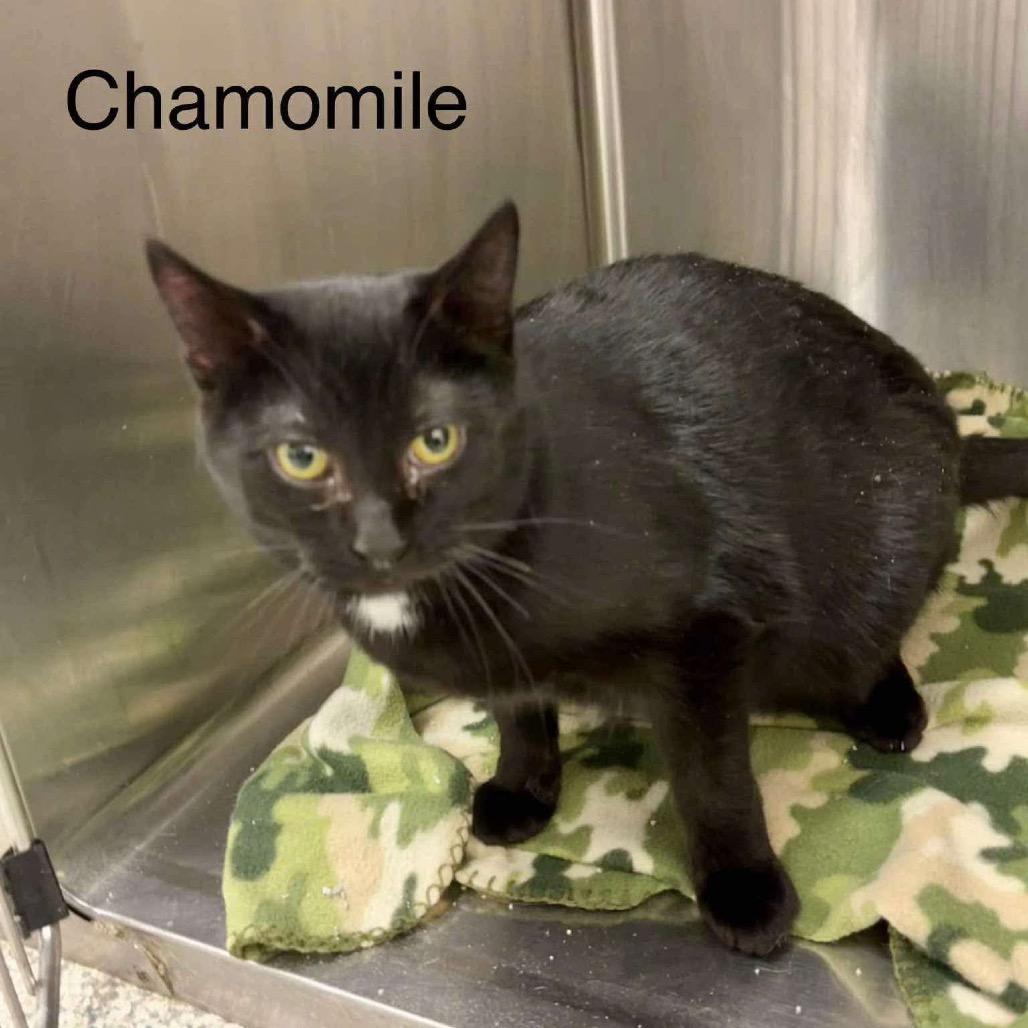 Chamomile Meet Me At