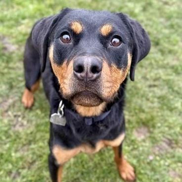 Cinnamon Toast Crunch