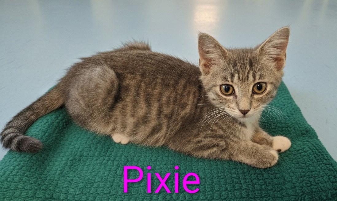 Pixie North Conroe