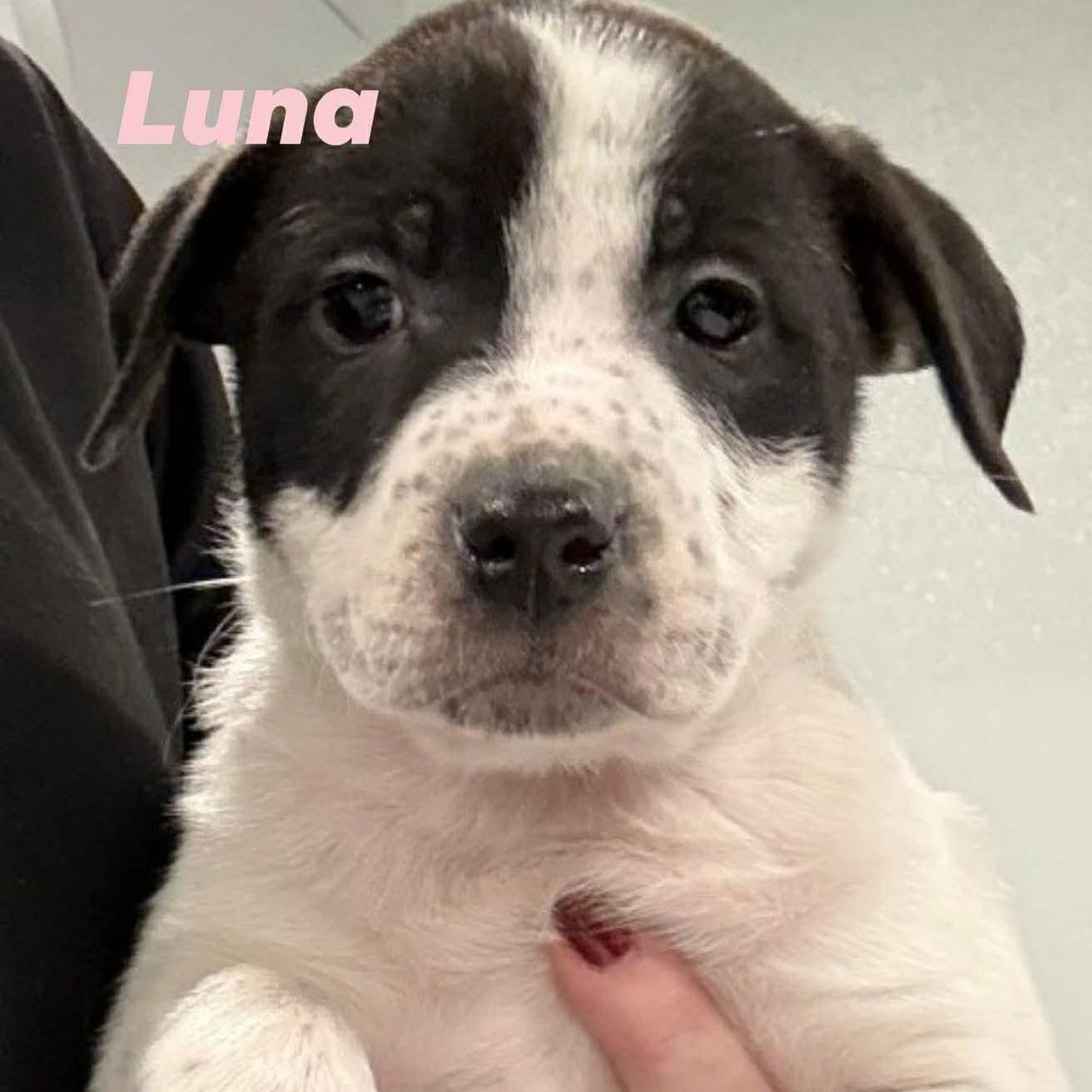 Luna