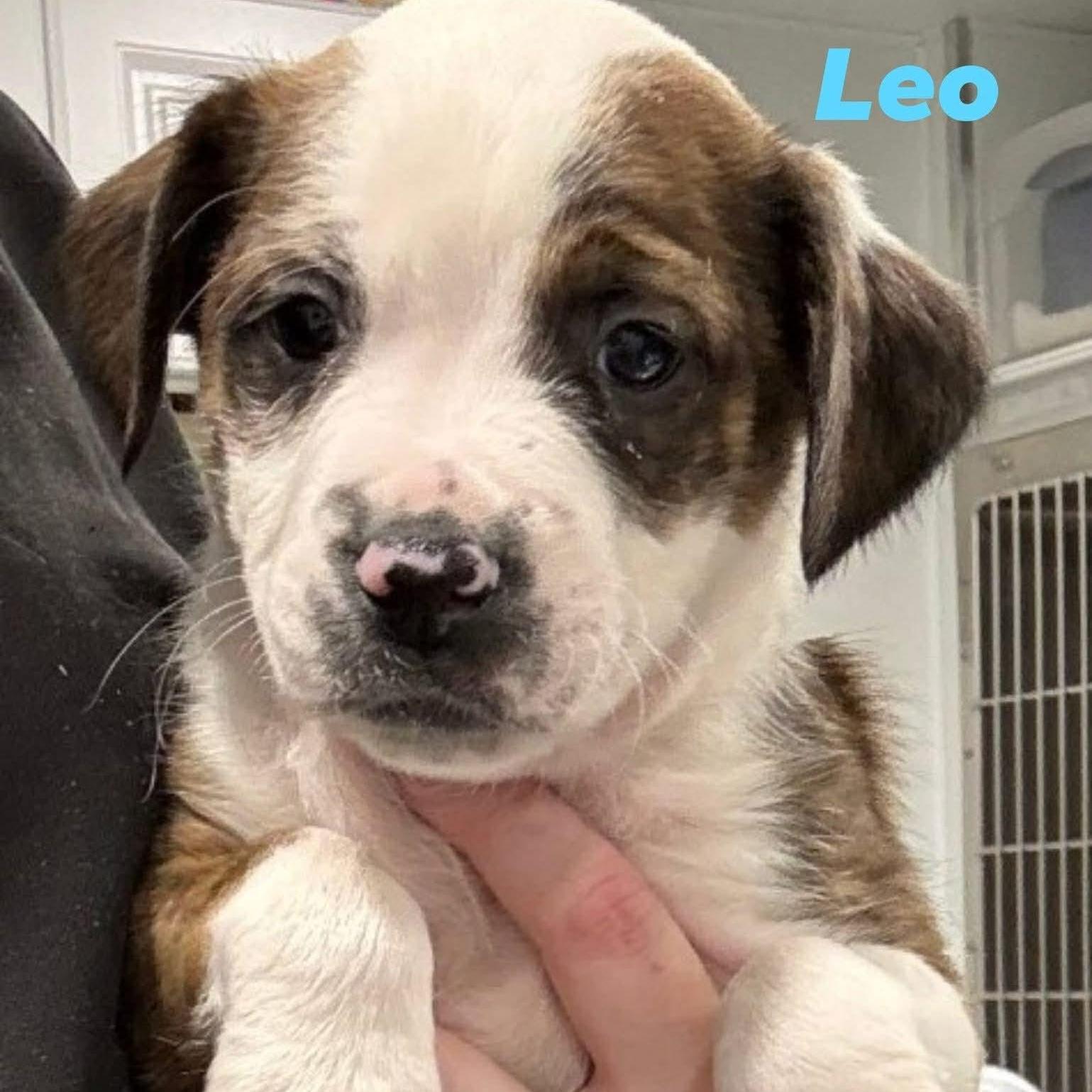 Leo