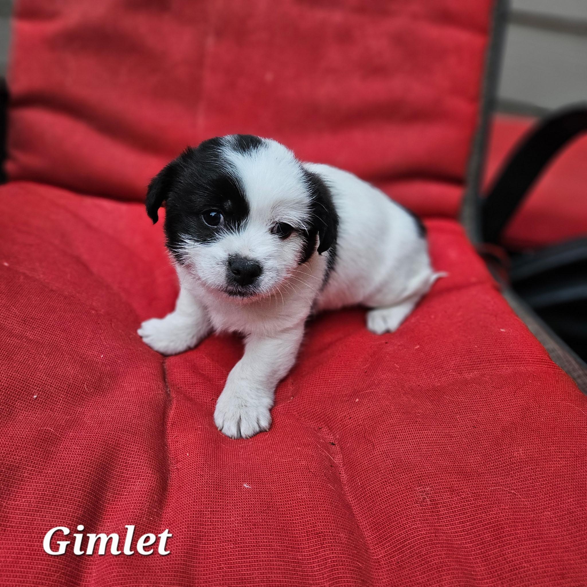 Gimlet
