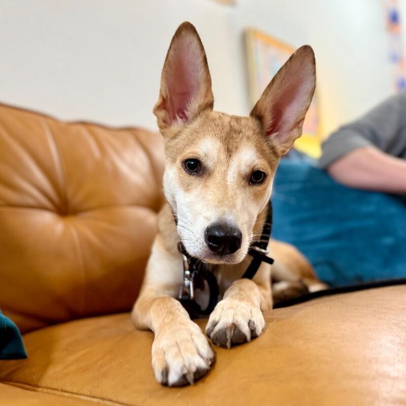 Dearie Toy Parade Playful