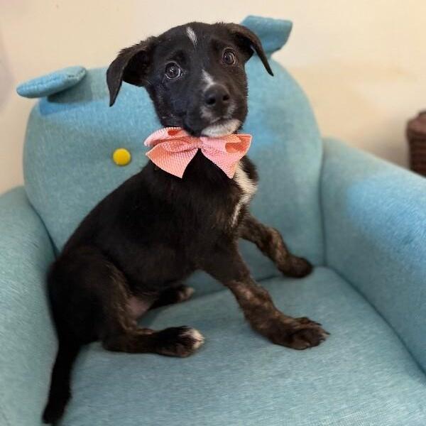 Cream Puff Wisconsin