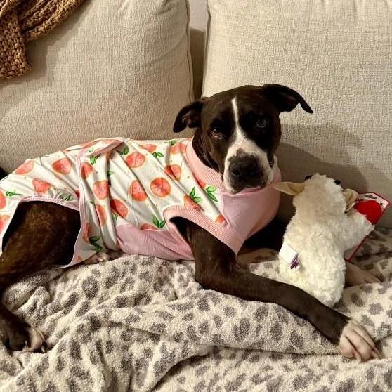 Mabel Loves Stuffies