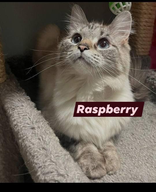 Raspberry