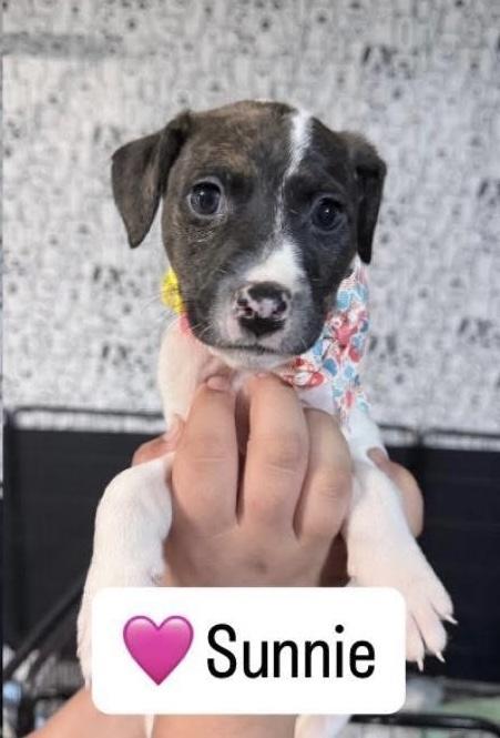 Sunnie