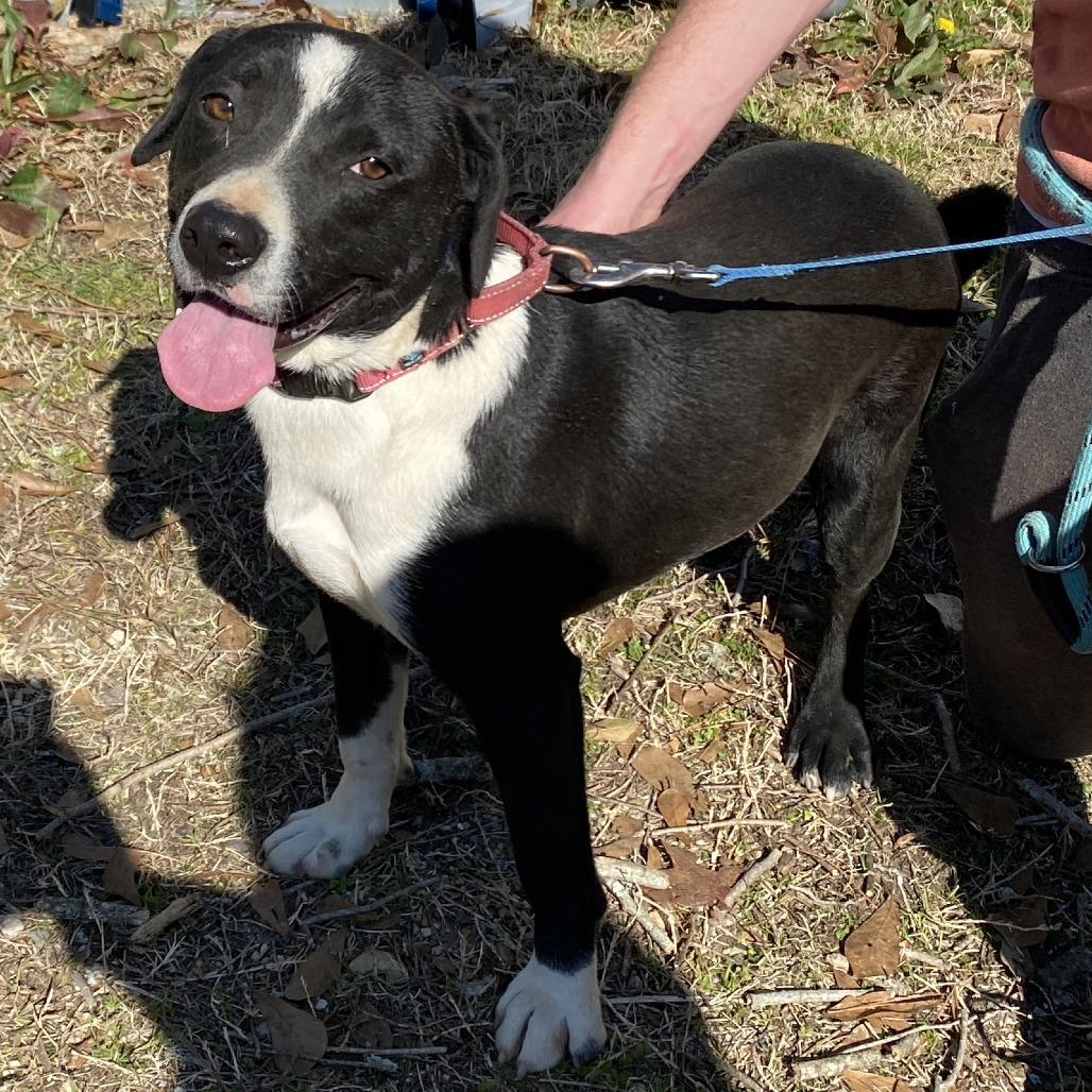 Domino's Pizza Delivery