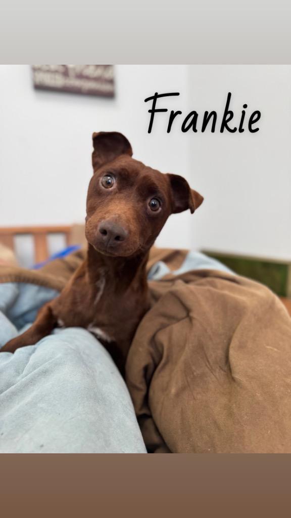 Frankie