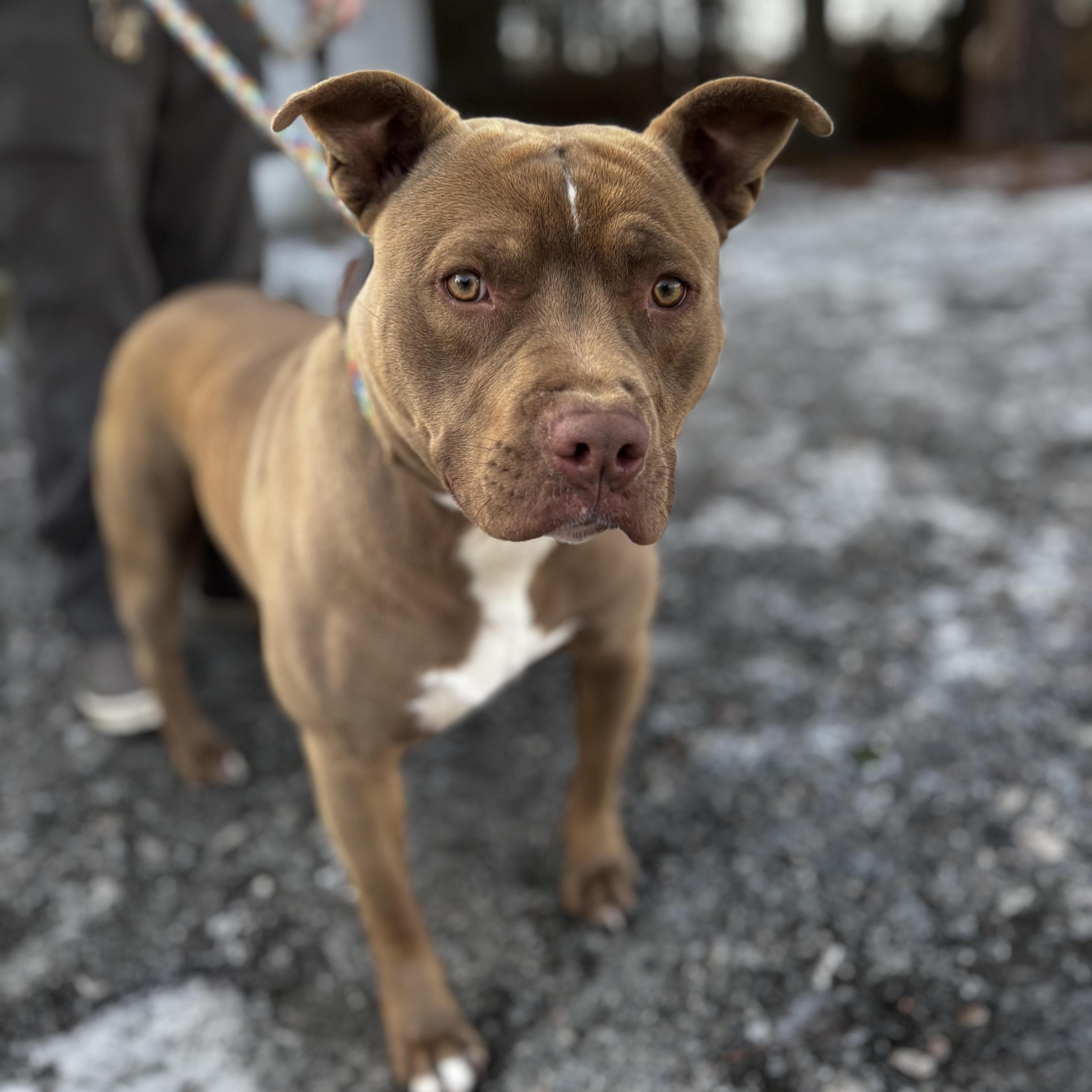 Jericho Absolute Sweetheart