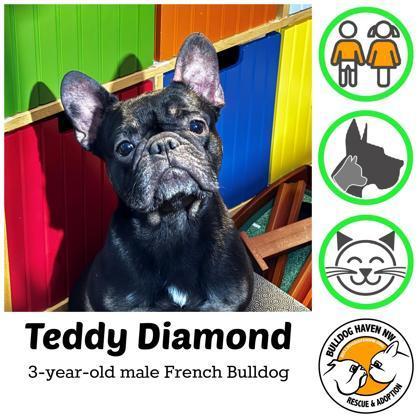 Teddy Diamond