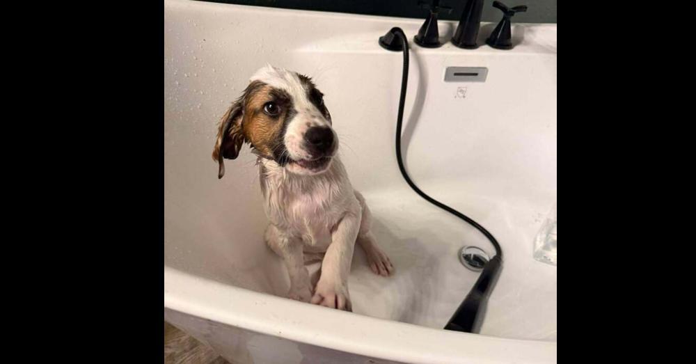 Charlottes Web Litter: Henry