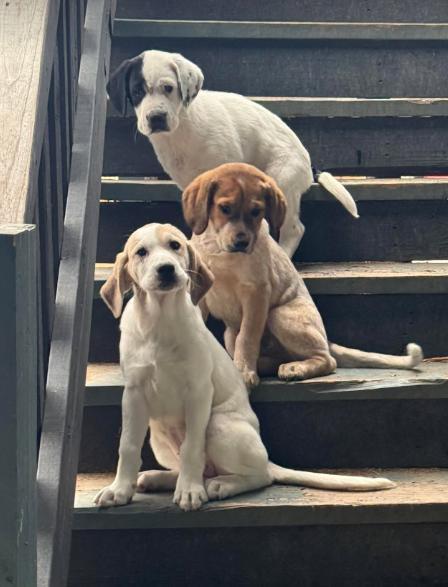 Charlottes Web Litter: Templeton