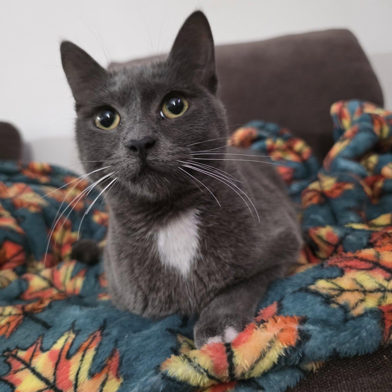 Samba Cerebellar Hypoplasia