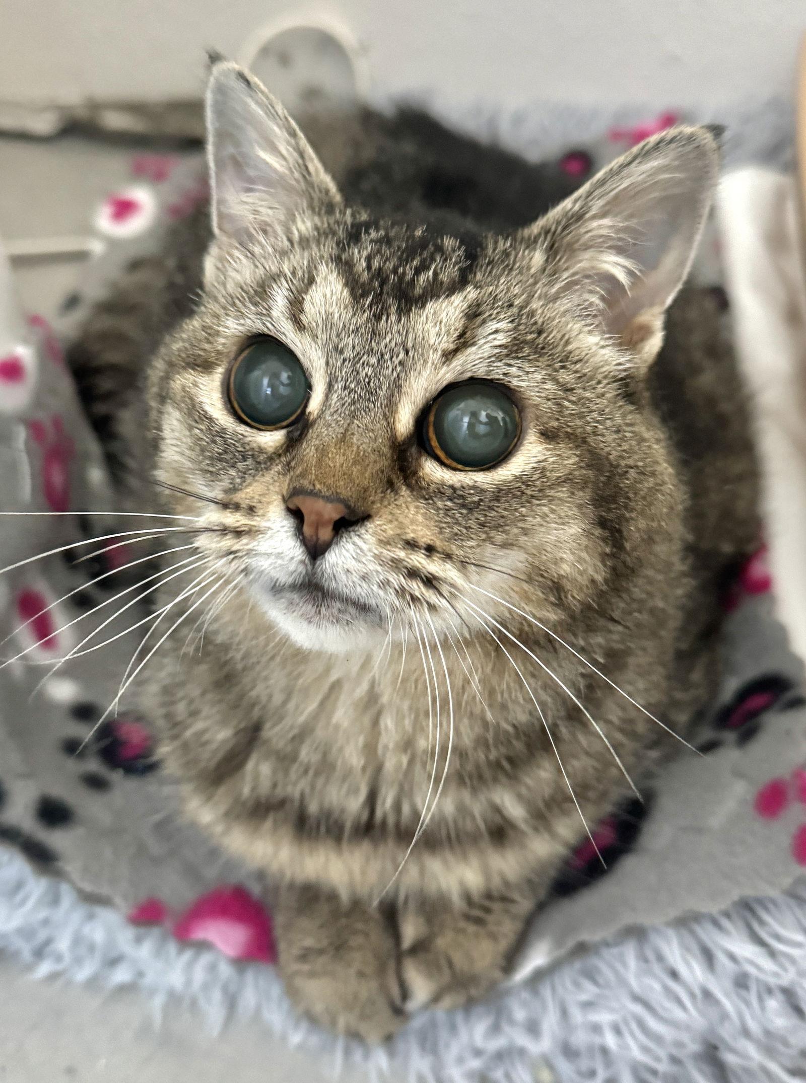 Hootie Sightless Sweetie