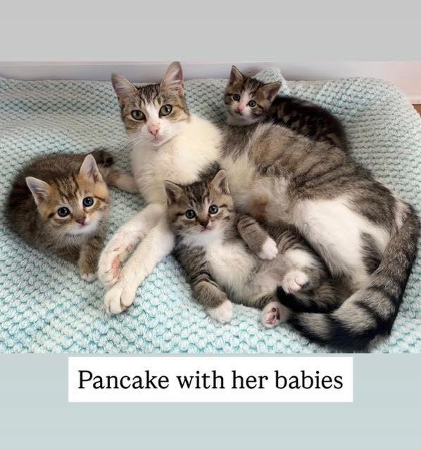 Pancakec