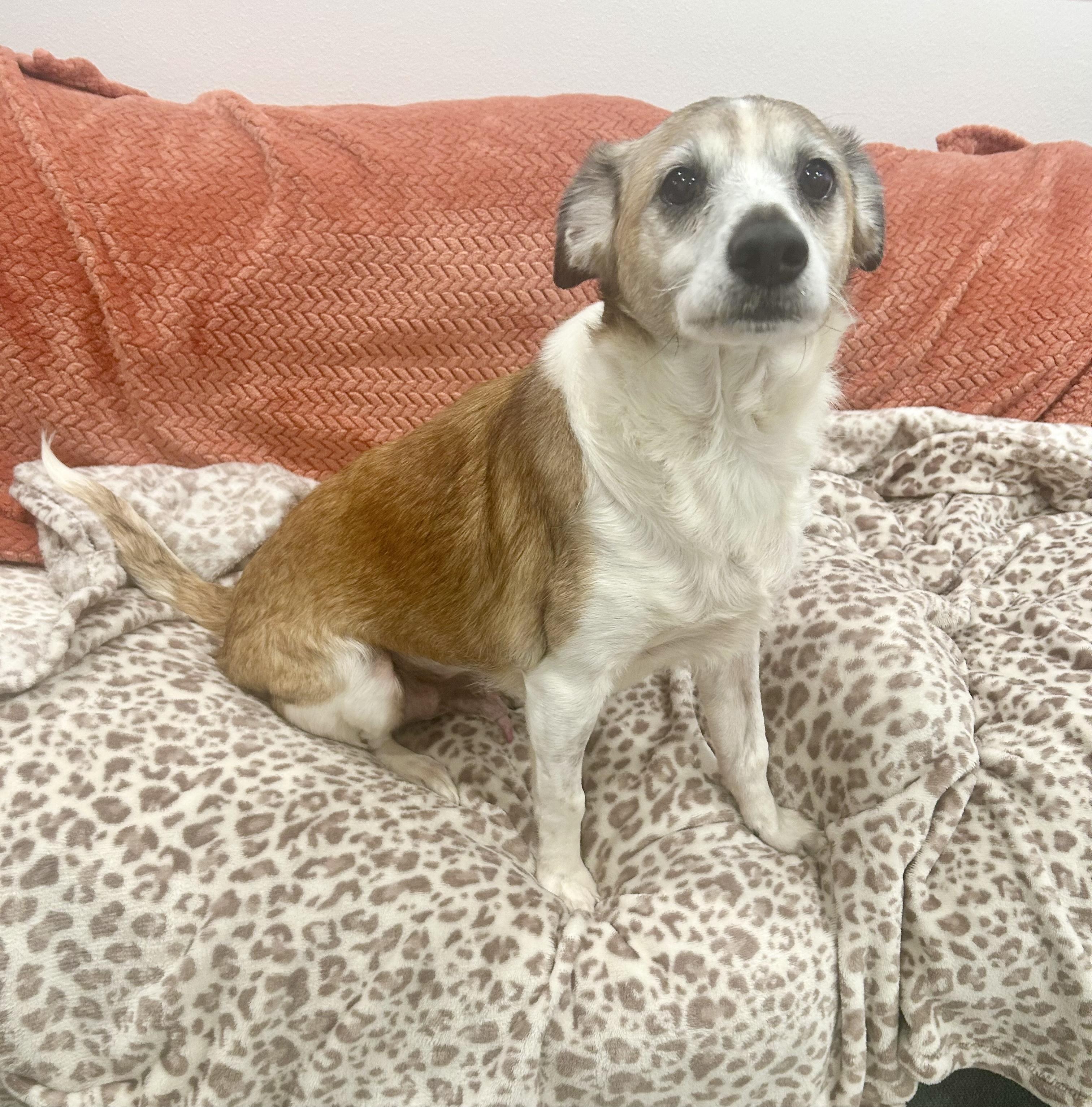 Darling Ziggy Stardust