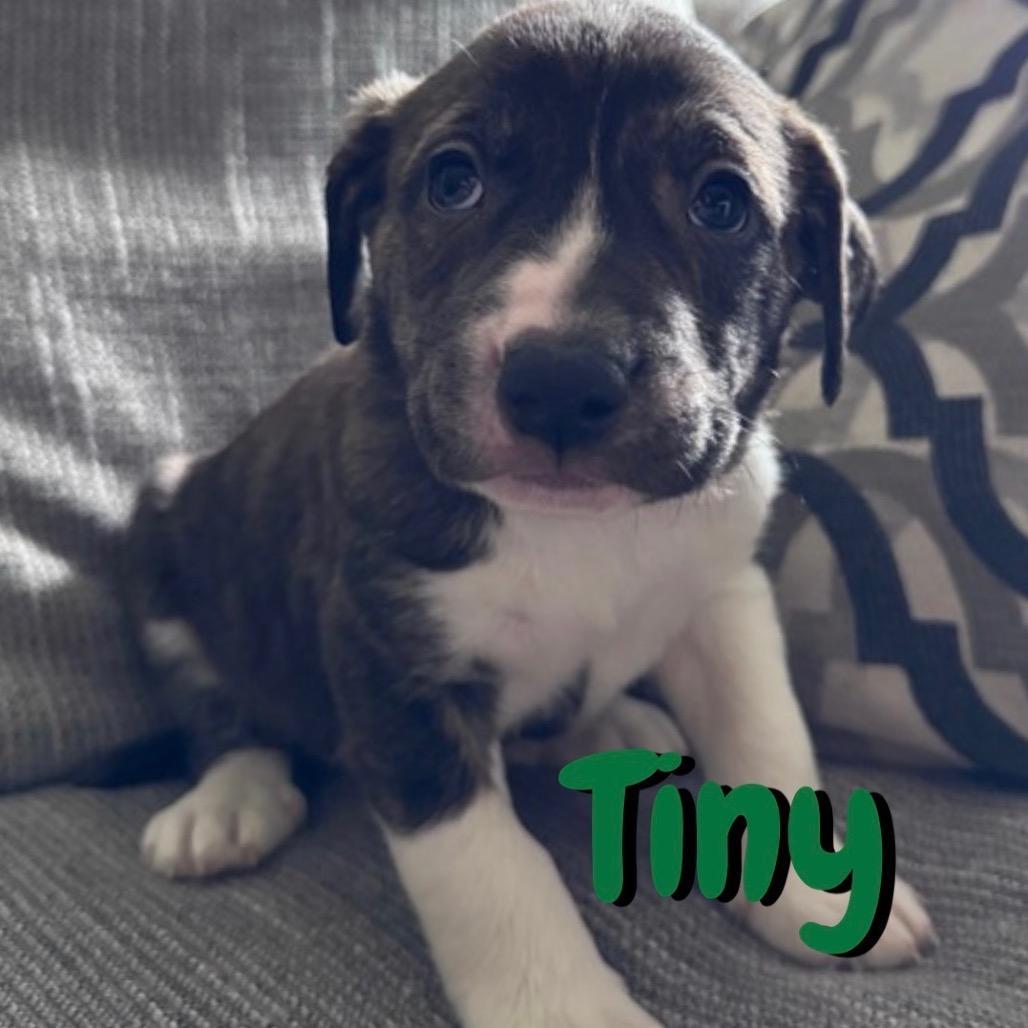 Tiny