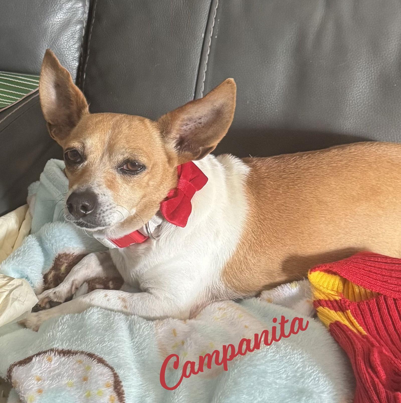 Campanita Tinkerbell