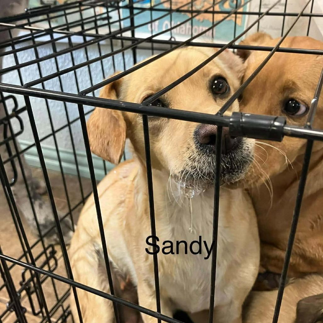 Sandy