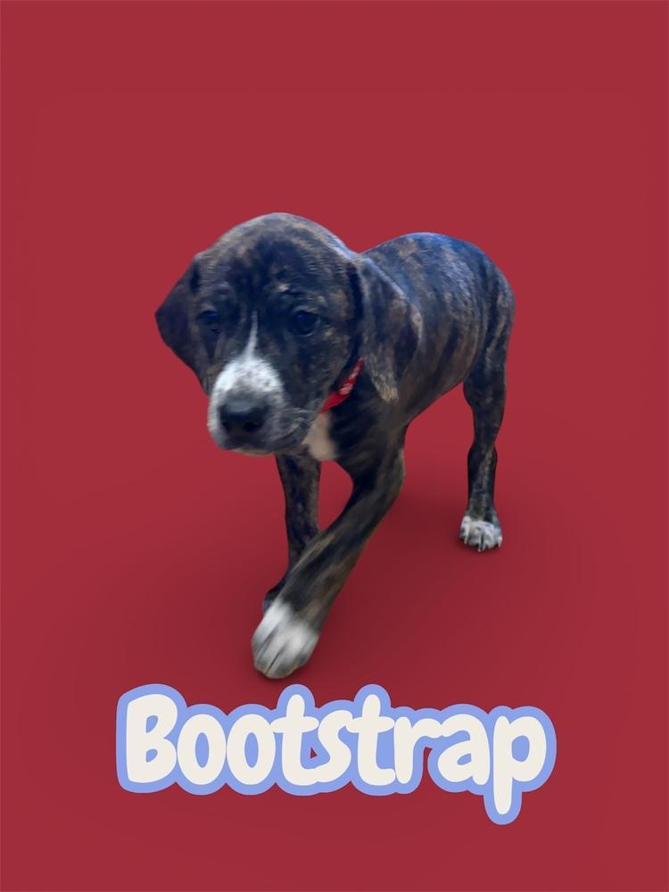 Bootstrap