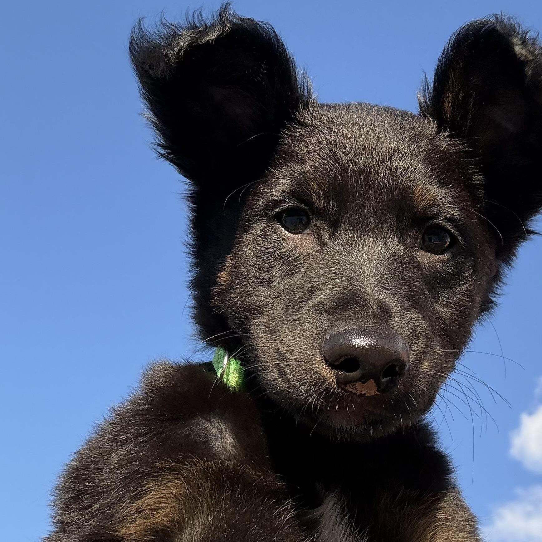 Mr. Delightful Derrick