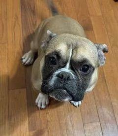 Kali And Bluey Bonded