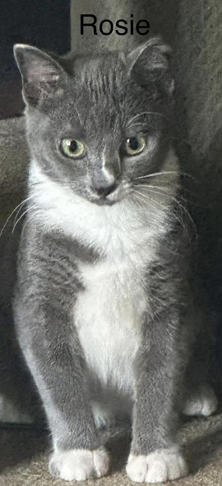 Rosie
