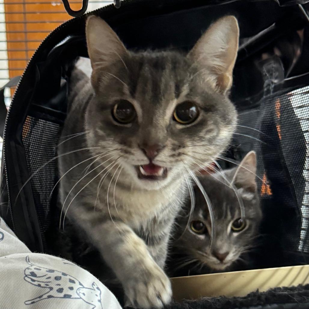 Bliss Bonded To Buttercup