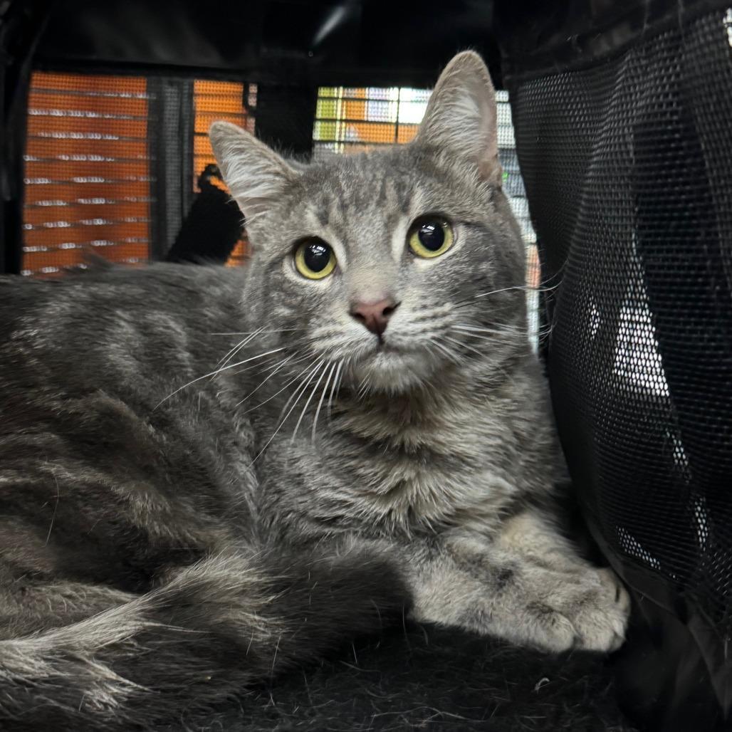 Buttercup Bonded To Bliss