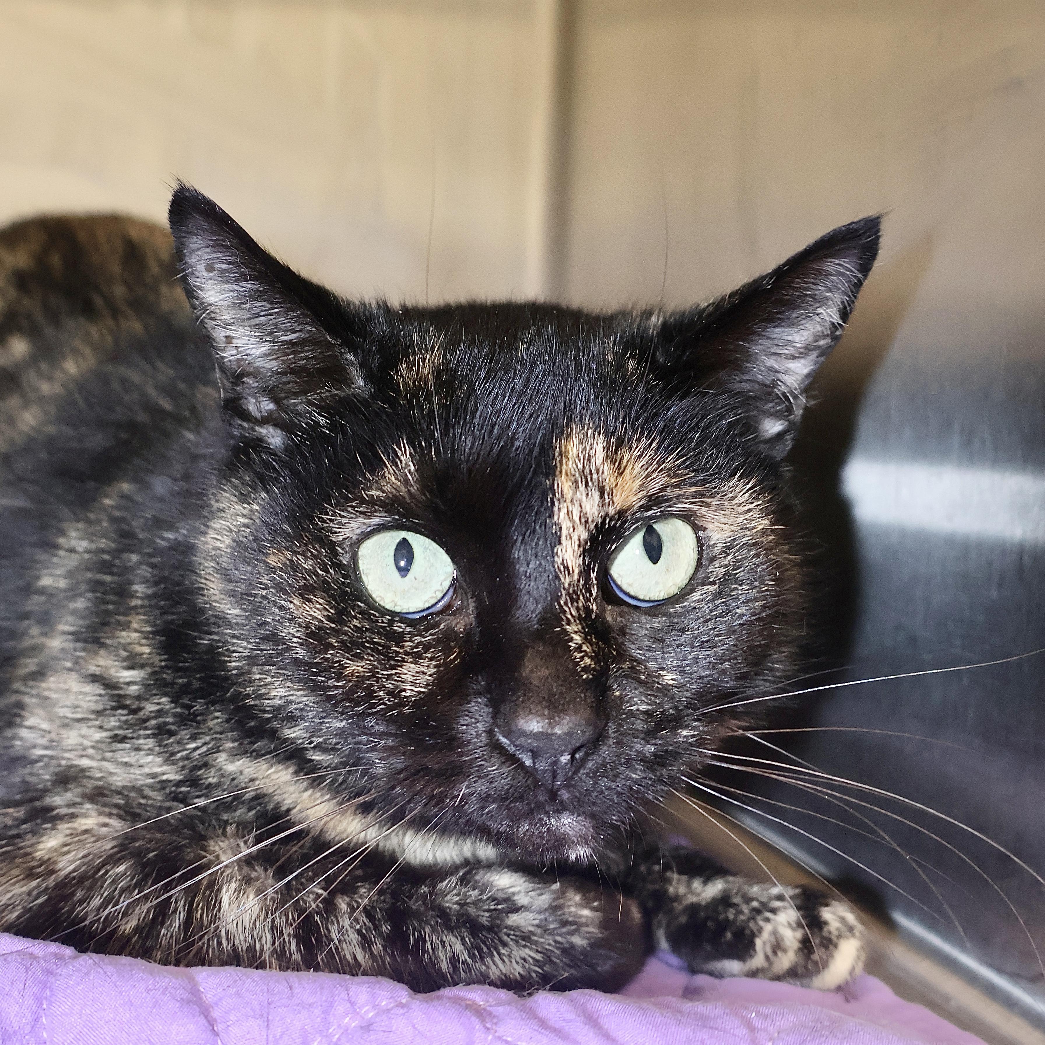 Tawna Bonded To Coco