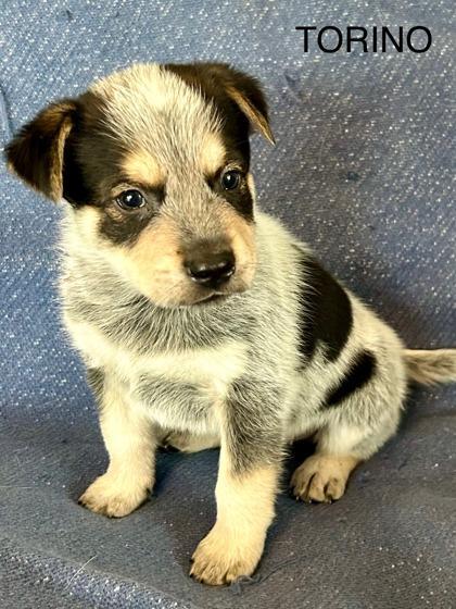 Torino
