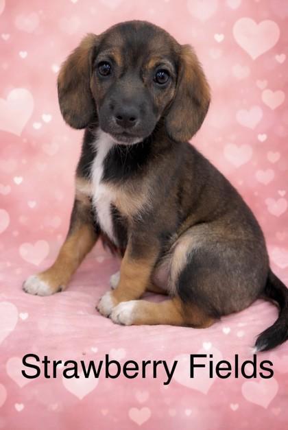 Strawberry Fields photo 1