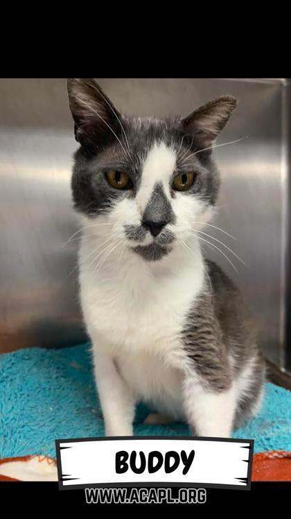 Buddy